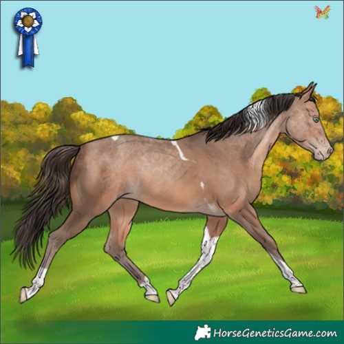 Horse Color:Amber Champagne Tobiano 