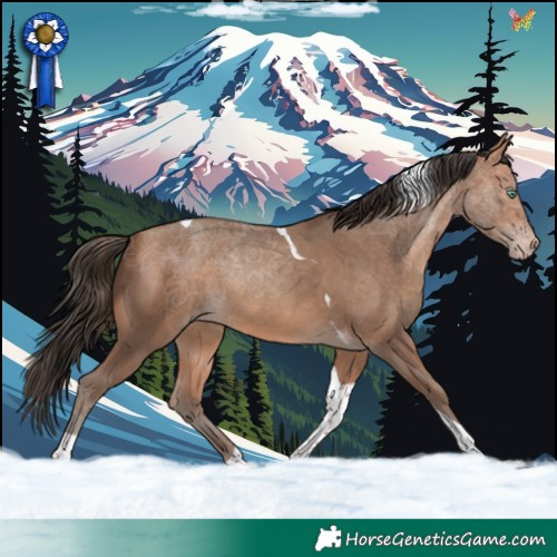 Horse Color:Amber Champagne Tobiano 