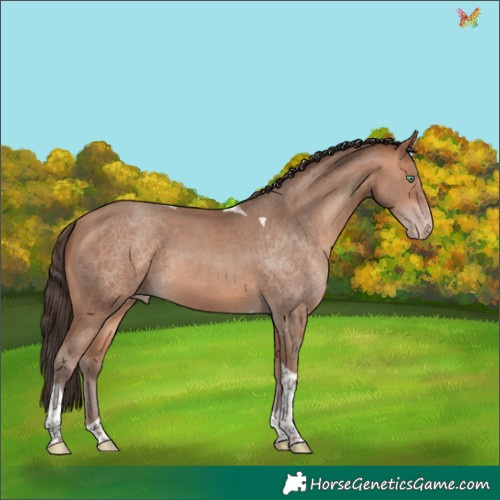 Horse Color:Amber Champagne Tobiano 