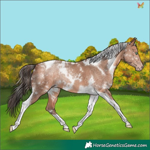 Horse Color:White Spotted Amber Champagne Tobiano 