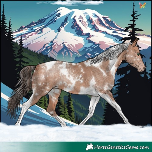 Horse Color:White Spotted Amber Champagne Tobiano 
