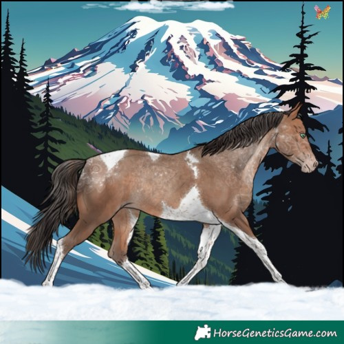 Horse Color:Sable Champagne Tobiano Rabicano 