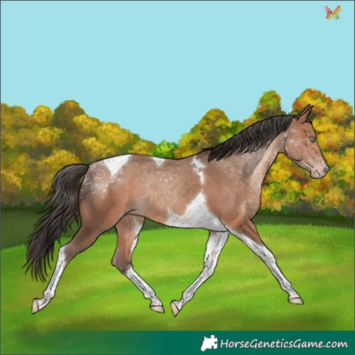 Horse Color:Sable Champagne Tobiano Rabicano 