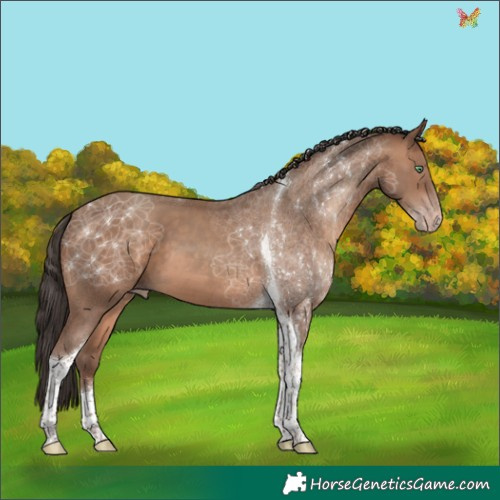 Horse Color:Sable Champagne Tobiano 