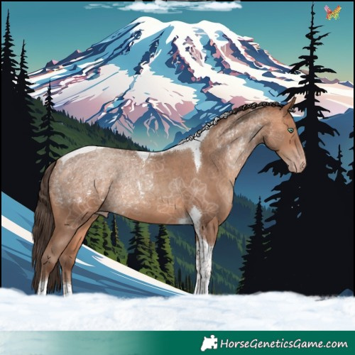 Horse Color:Amber Champagne Tobiano 