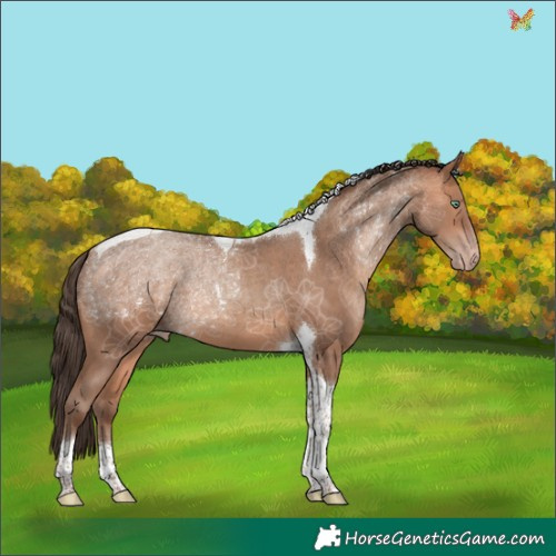 Horse Color:Amber Champagne Tobiano 