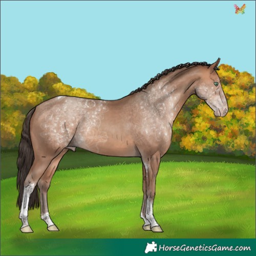 Horse Color:Amber Champagne Tobiano Rabicano 