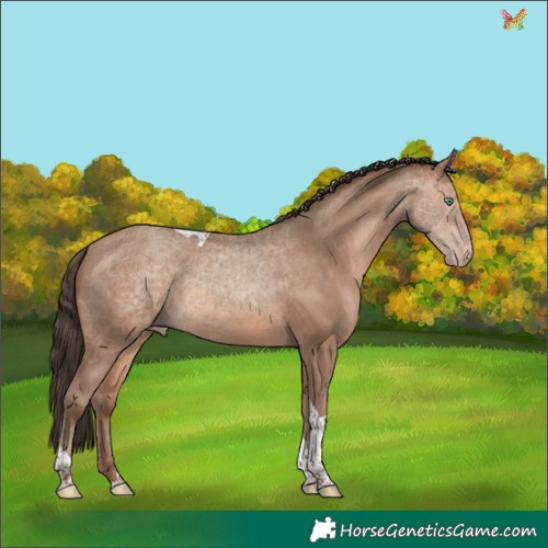 Horse Color:Amber Champagne Tobiano 