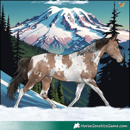 Horse Color:White Spotted Sable Champagne Tobiano Rabicano 