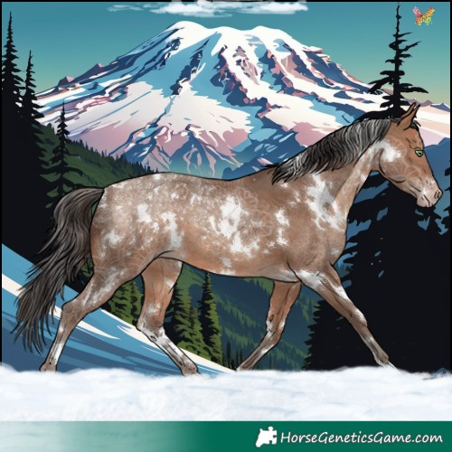 Horse Color:White Spotted Sable Champagne 