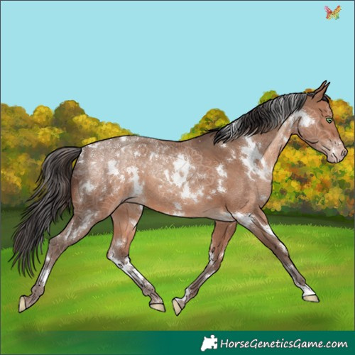 Horse Color:White Spotted Sable Champagne 