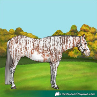Horse Color:Bay Splash Frame  and Bay Splash Frame 