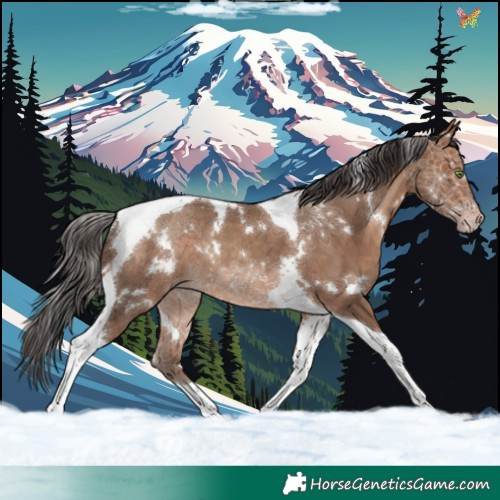 Horse Color:White Spotted Sable Champagne Tobiano Rabicano 