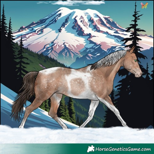 Horse Color:Amber Champagne Tobiano Rabicano 