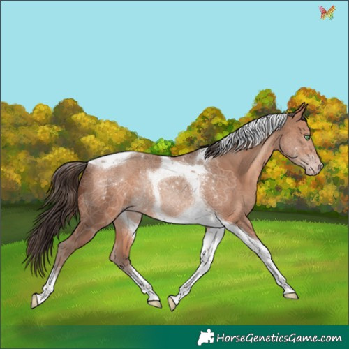 Horse Color:Amber Champagne Tobiano Rabicano 