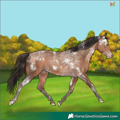 Horse Color:White Spotted Amber Champagne 