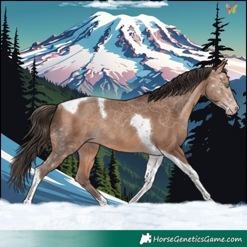 Horse Color:Amber Champagne Tobiano Rabicano 