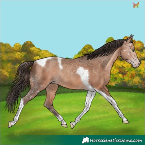 Horse Color:Amber Champagne Tobiano Rabicano 