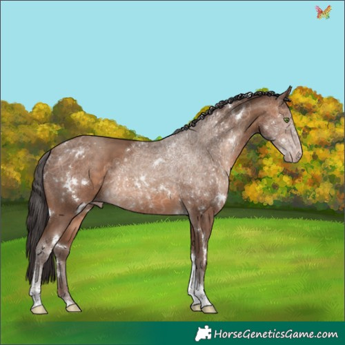 Horse Color:White Spotted Sable Champagne Tobiano Rabicano 