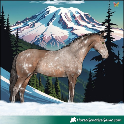 Horse Color:White Spotted Sable Champagne Tobiano Rabicano 