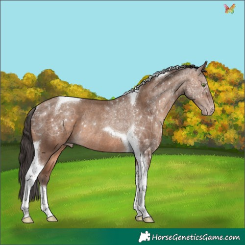 Horse Color:Sable Champagne Tobiano Rabicano 