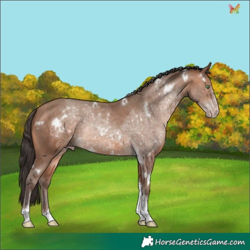 Horse Color:White Spotted Sable Champagne Tobiano 