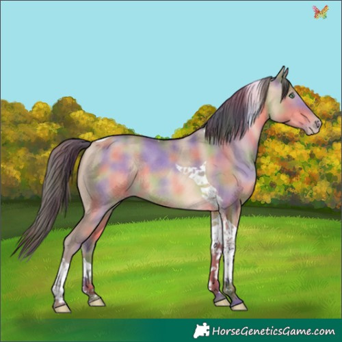 Horse Color:Nacre Sable Champagne Dun Tobiano Rabicano 