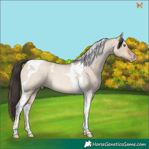 Horse Color:Sable Champagne Roan Dun Tobiano 