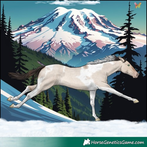 Horse Color:Sable Champagne Roan Dun Tobiano 