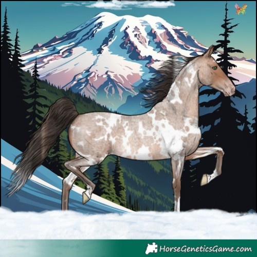 Horse Color:White Spotted Sable Champagne Roan 