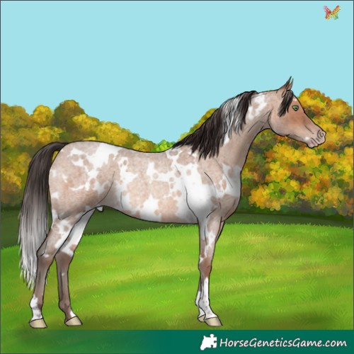 Horse Color:White Spotted Sable Champagne Roan 