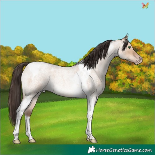 Horse Color:Sable Champagne Roan Dun Tobiano 
