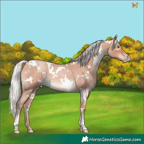 Horse Color:White Spotted Silver Sable Champagne Roan 
