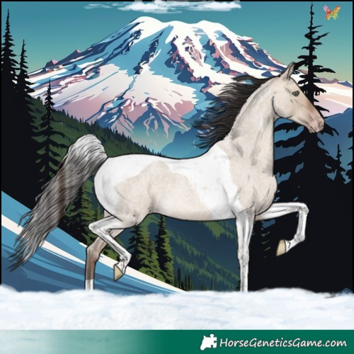 Horse Color:Sable Champagne Roan Dun Tobiano 