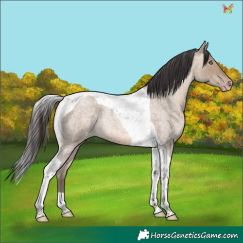 Horse Color:Sable Champagne Roan Dun Tobiano 