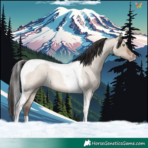 Horse Color:Sable Champagne Roan Dun Tobiano 