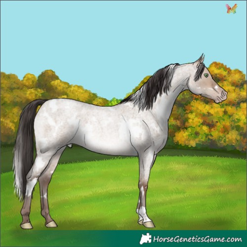 Horse Color:White Spotted Sable Champagne Roan Dun Rabicano 
