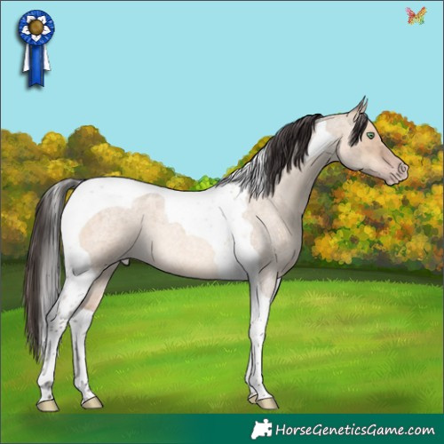 Horse Color:Sable Champagne Roan Dun Tobiano 