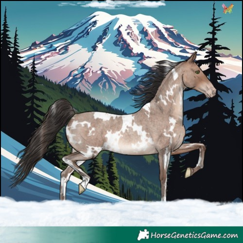Horse Color:White Spotted Sable Champagne Roan Rabicano 