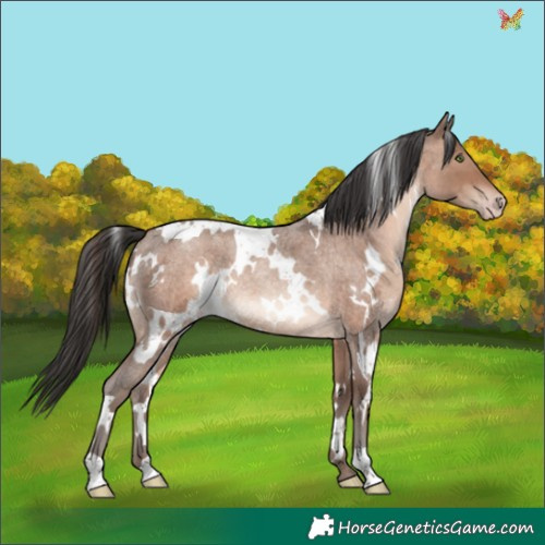 Horse Color:White Spotted Sable Champagne Roan Rabicano 
