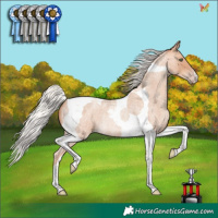Horse Color:Silver Amber Champagne Roan Tobiano Rabicano 