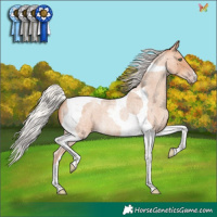 Horse Color:Silver Amber Champagne Roan Tobiano Rabicano 