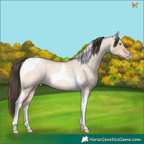 Horse Color:Amber Champagne Roan Dun Tobiano 