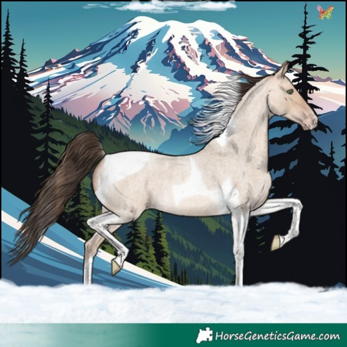 Horse Color:Amber Champagne Roan Dun Tobiano 