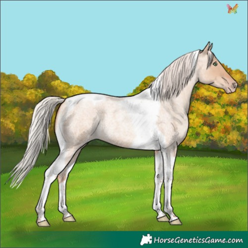 Horse Color:Silver Sable Champagne Roan Dun Tobiano 