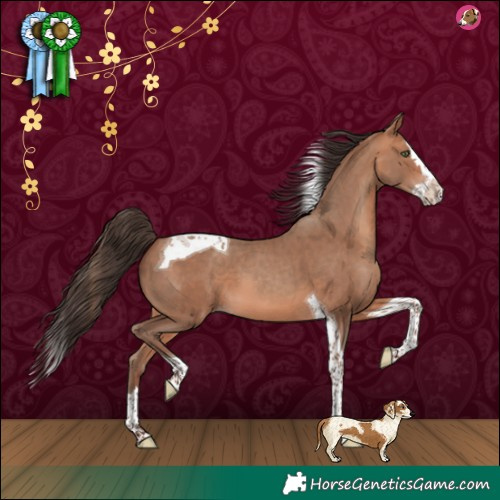 Horse Color:Amber Champagne Splash Tobiano 