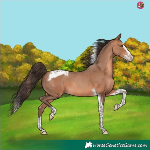 Horse Color:Amber Champagne Splash Tobiano 