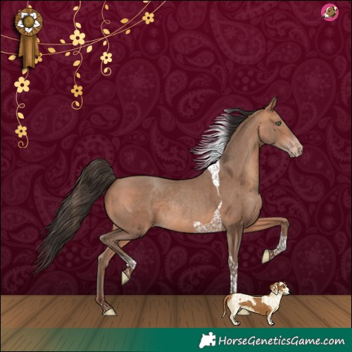 Horse Color:Amber Champagne Tobiano Rabicano 