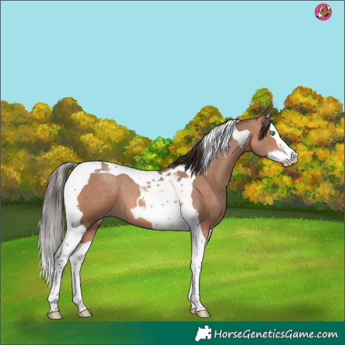 Horse Color:Amber Champagne Splash Tobiano 