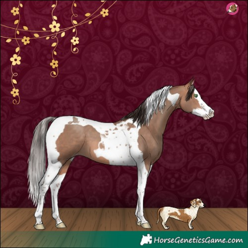 Horse Color:Amber Champagne Splash Tobiano 